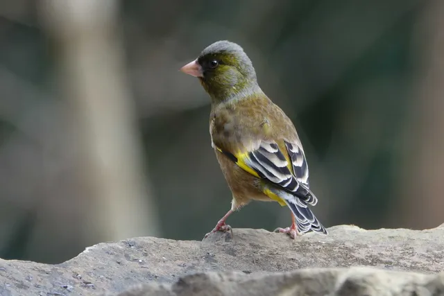野鳥の写真