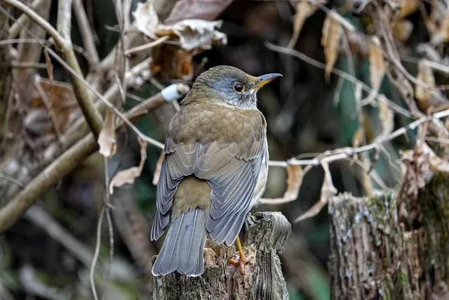 野鳥の写真