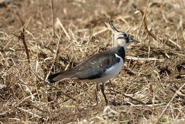 野鳥の写真