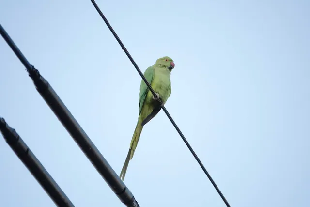 野鳥の写真