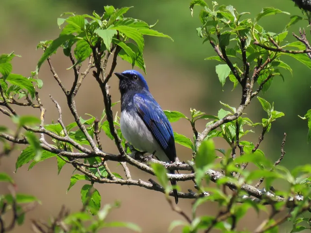 野鳥の写真