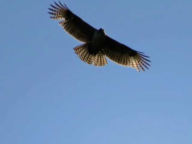 野鳥の写真