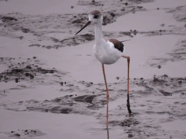野鳥の写真