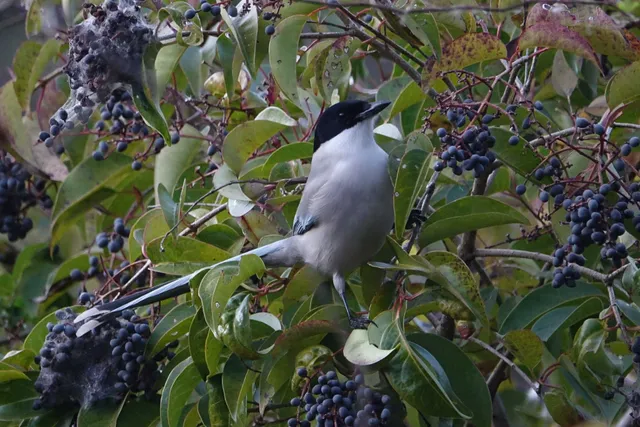 野鳥の写真