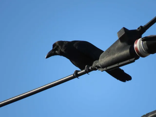 野鳥の写真