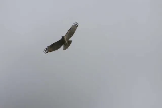 野鳥の写真