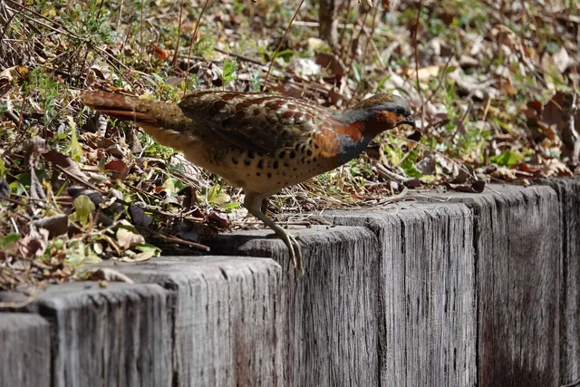 野鳥の写真