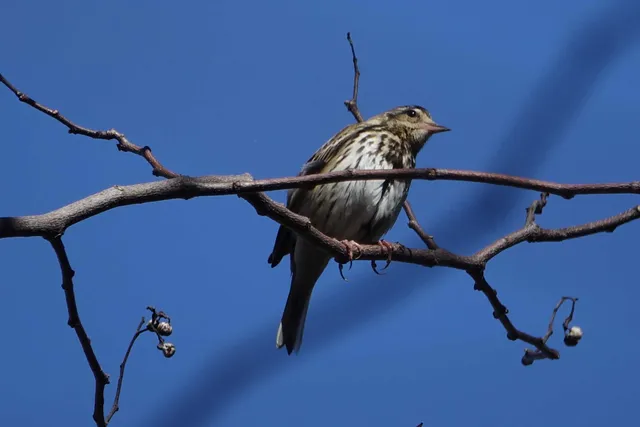 野鳥の写真