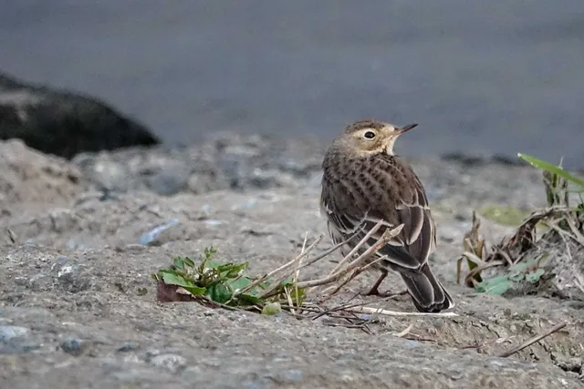 Species Image