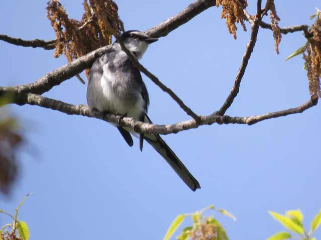 野鳥の写真