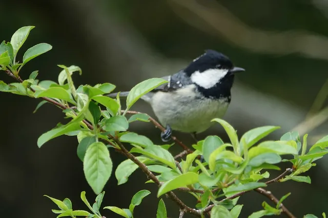 野鳥の写真