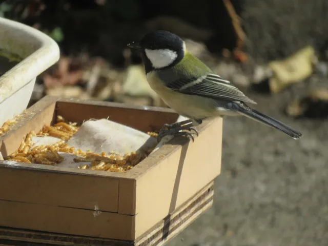 野鳥の写真
