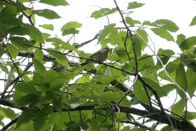 野鳥の写真