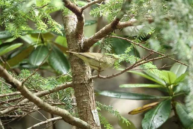 野鳥の写真