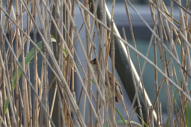 野鳥の写真