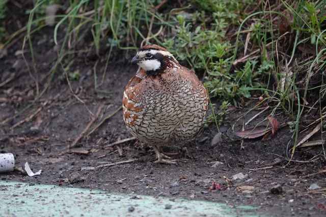 野鳥の写真