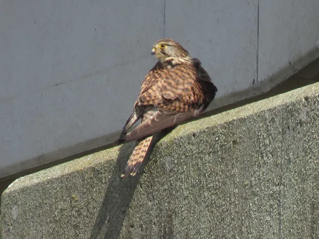 野鳥の写真