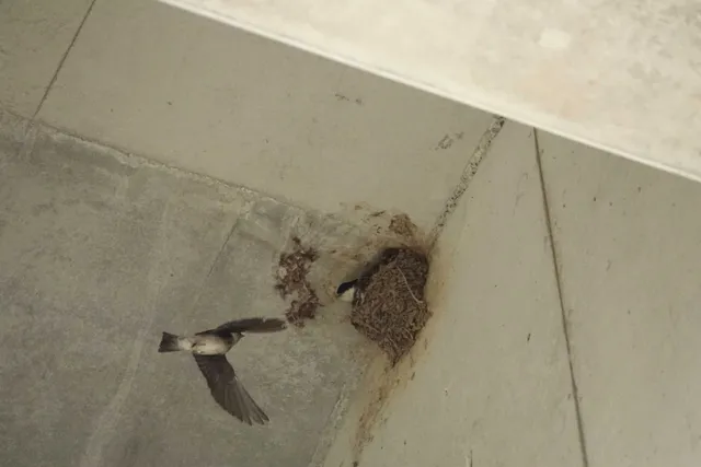 野鳥の写真