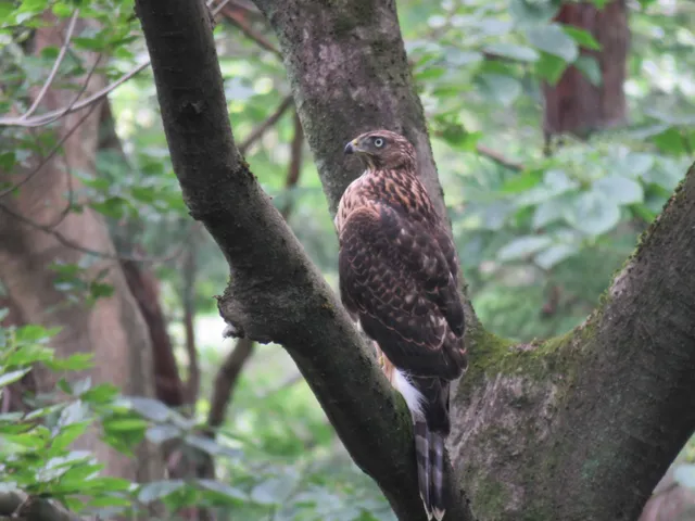 野鳥の写真