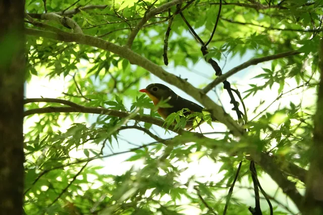 野鳥の写真
