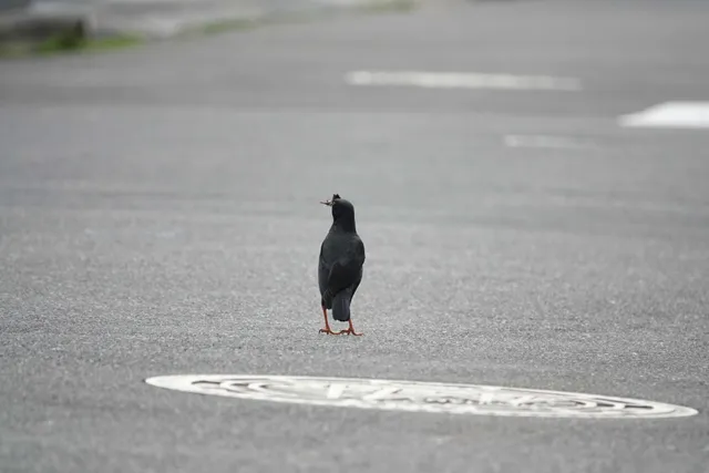 野鳥の写真