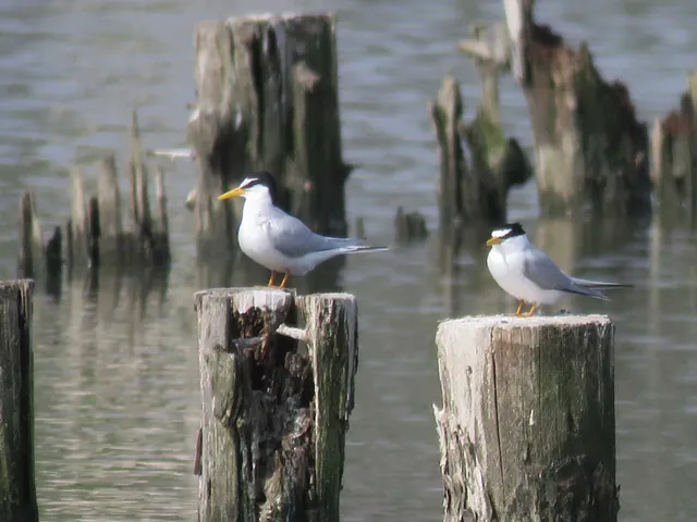 野鳥の写真