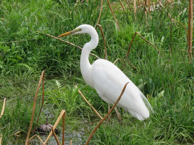 野鳥の写真