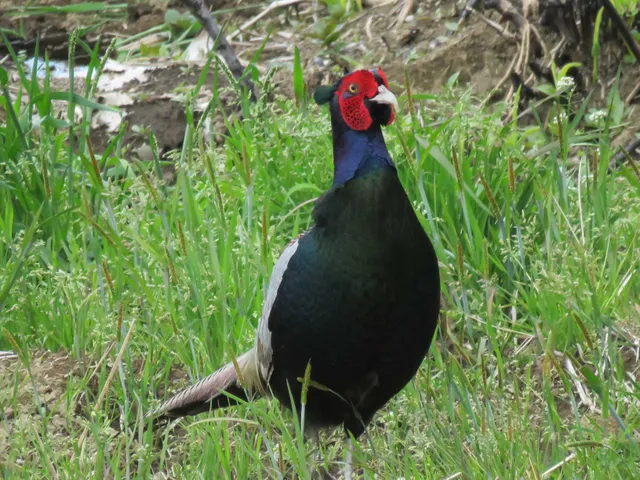 野鳥の写真
