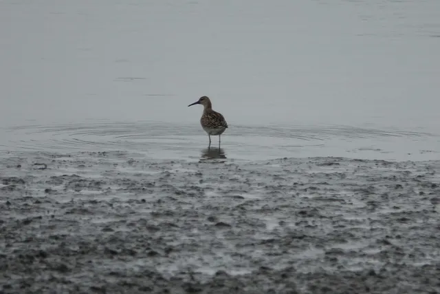 野鳥の写真