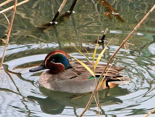 野鳥の写真