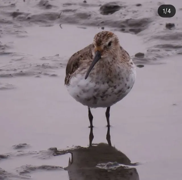 野鳥の写真
