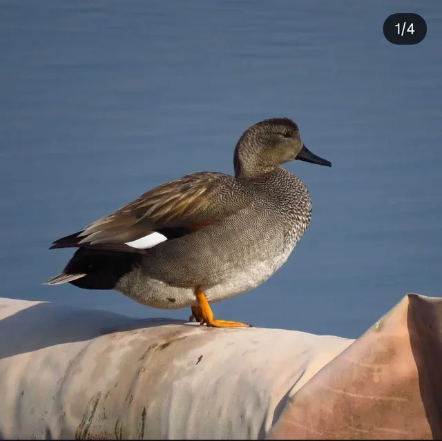 野鳥の写真