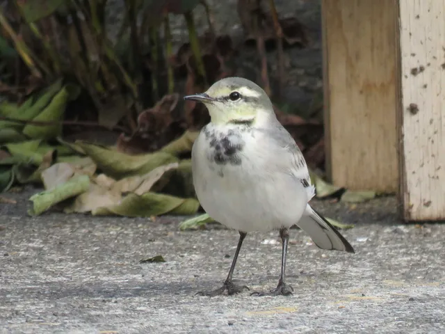 野鳥の写真