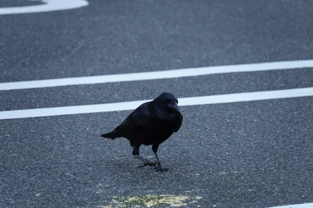 野鳥の写真