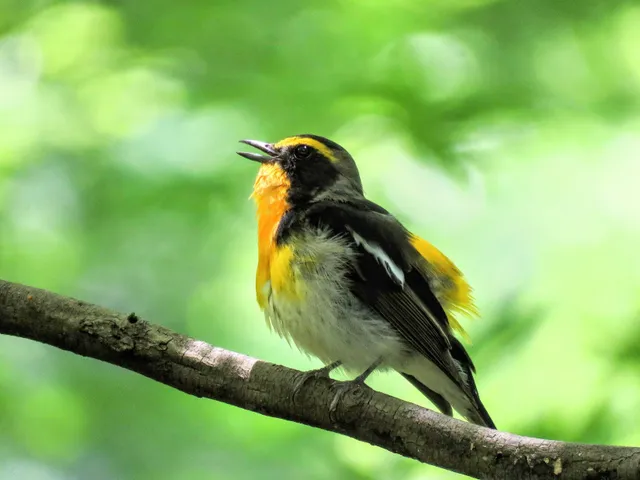 野鳥の写真