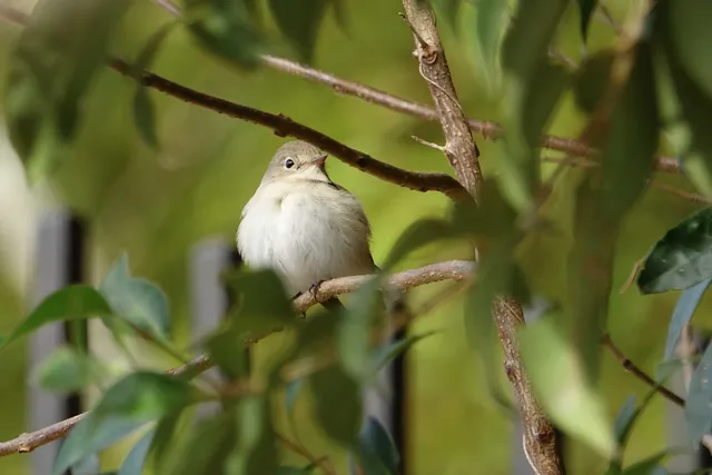 野鳥の写真