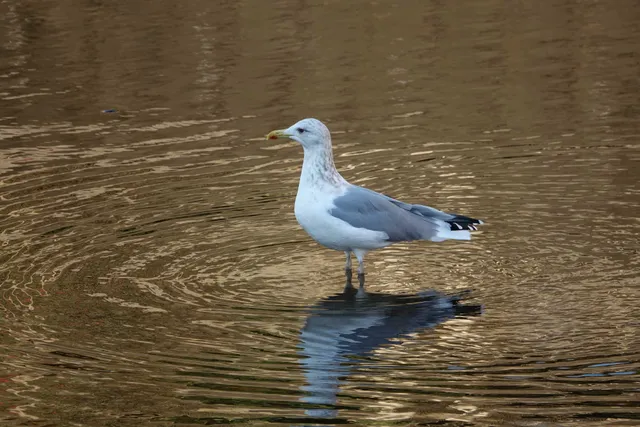 野鳥の写真