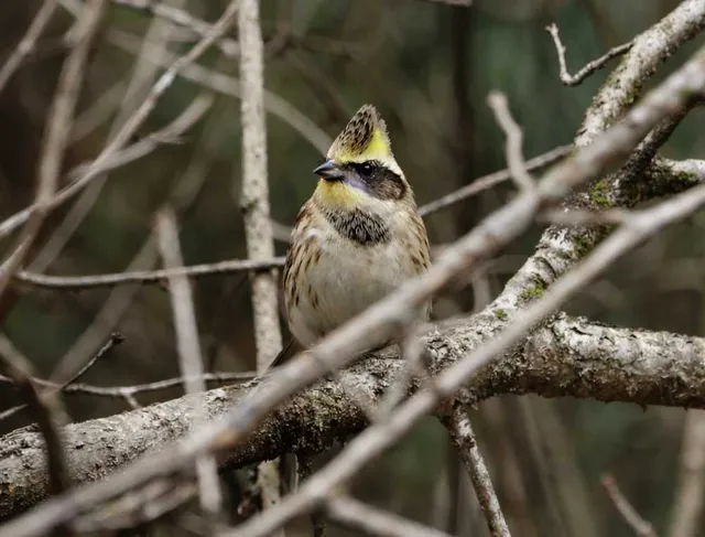 野鳥の写真