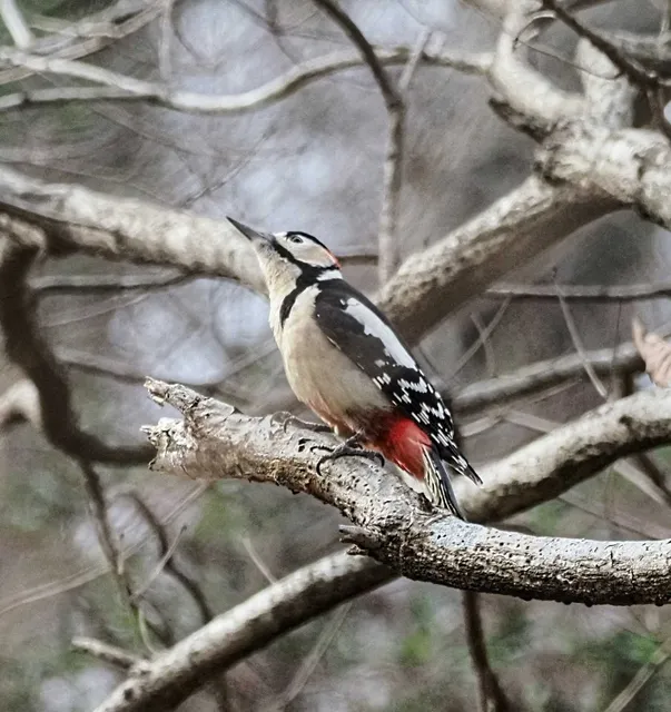野鳥の写真
