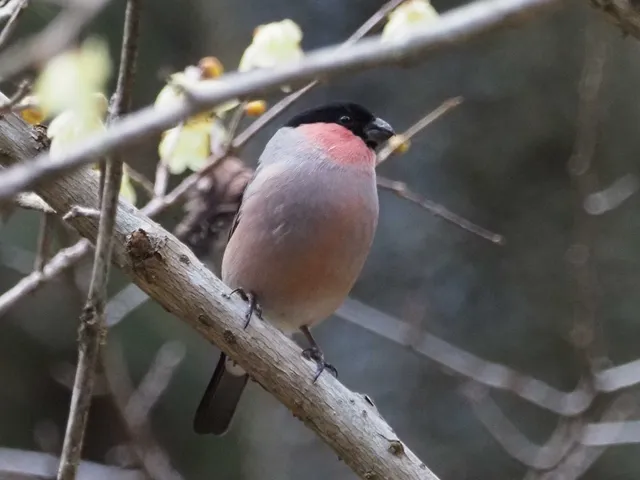 野鳥の写真