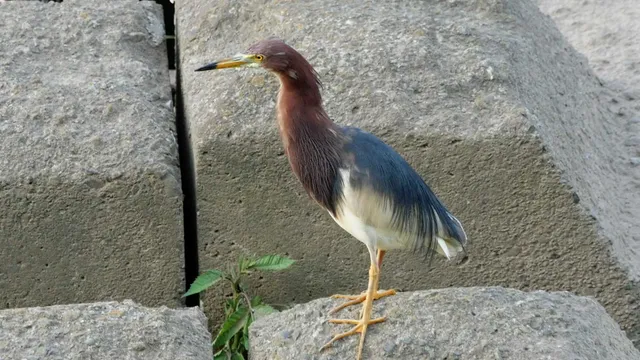 野鳥の写真