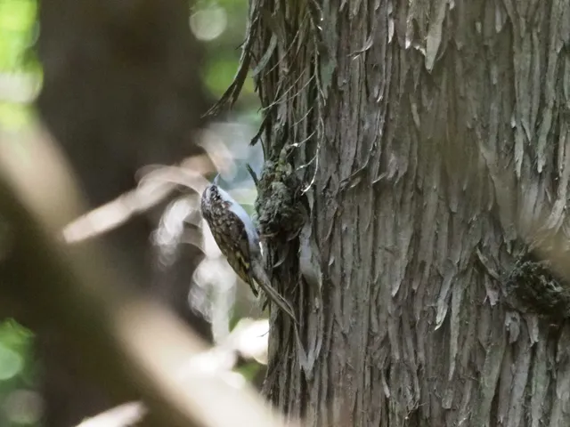 野鳥の写真