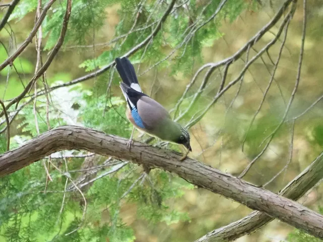 野鳥の写真