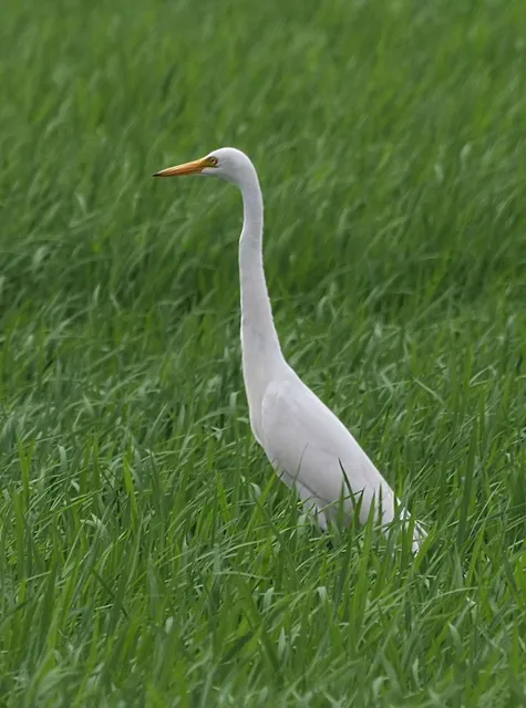 野鳥の写真