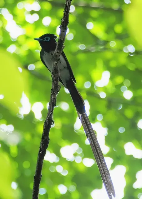 野鳥の写真