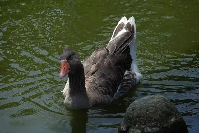 Species Image