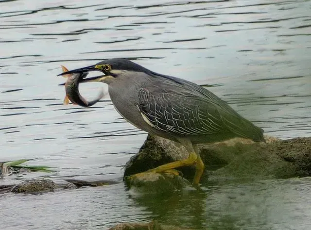 Species Image