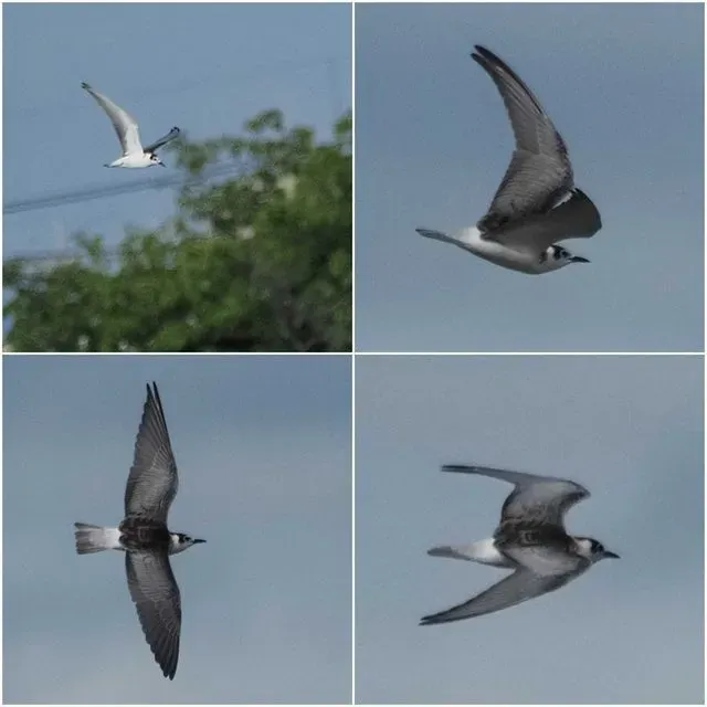 Species Image