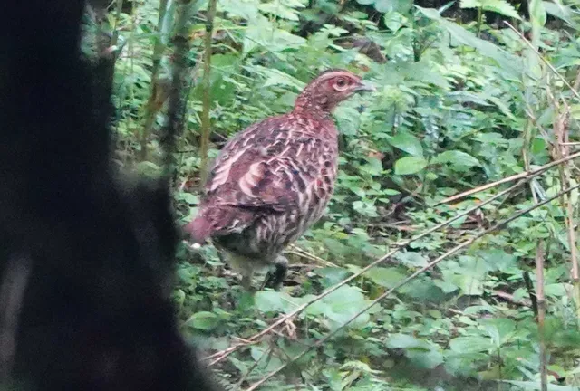Species Image