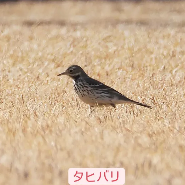 Species Image